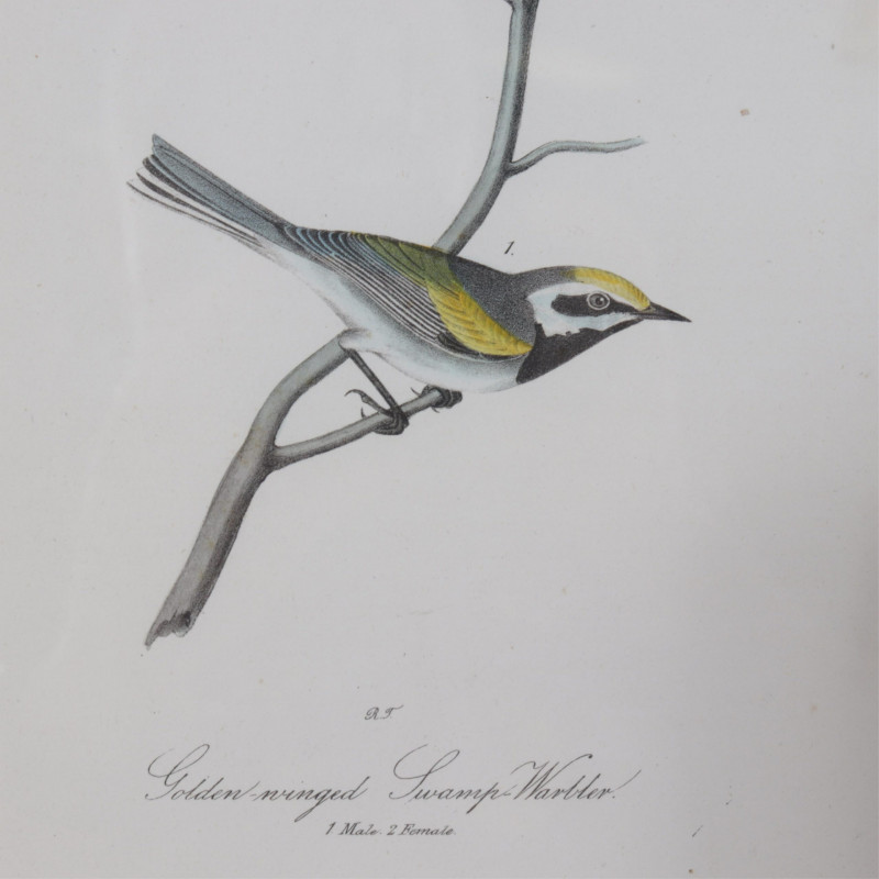 Bird Prints:Gold Finch Wood Thrush Swamp Warbler