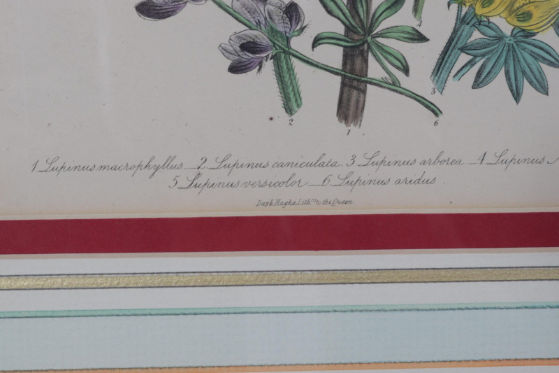 4 Day Hague botanical color lithographs