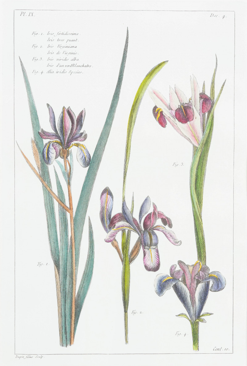 Group of Six Botanical Prints