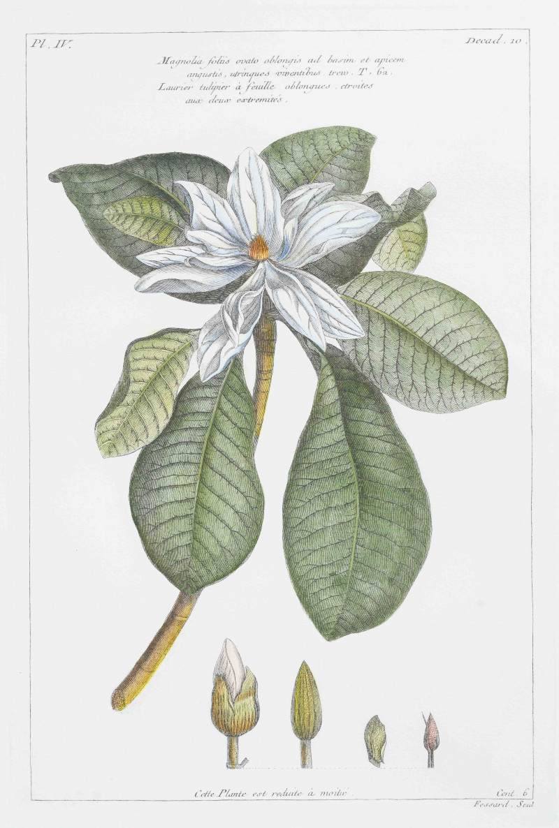 Group of Six Botanical Prints