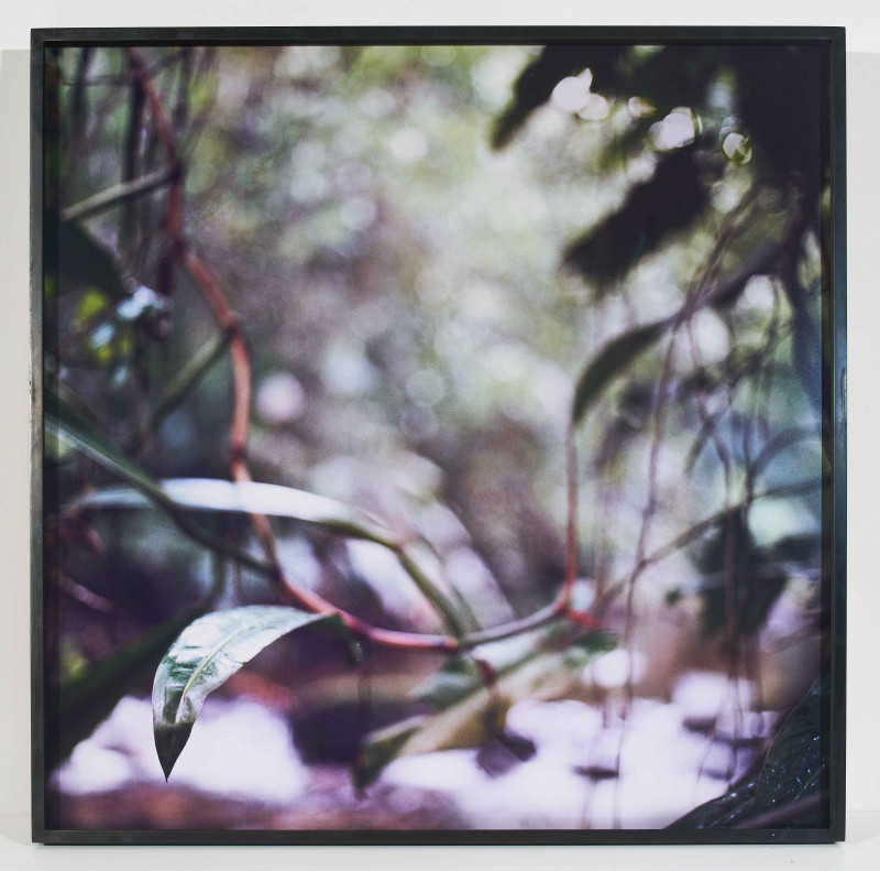 Mona Kuhn - Group of 5 Forest Scenes