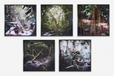 Image for Lot Mona Kuhn - Group of 5 Forest Scenes