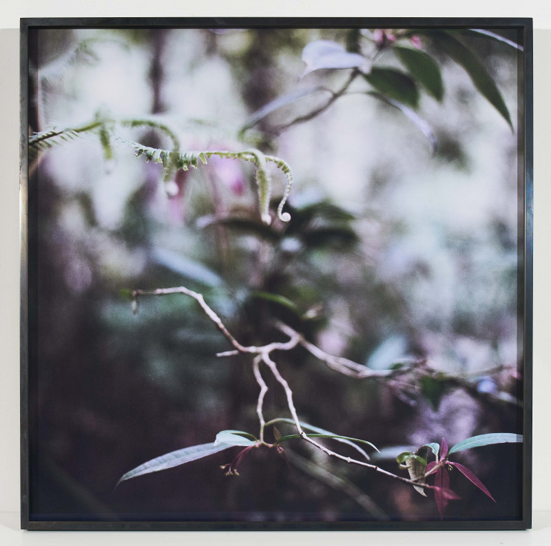 Mona Kuhn - Group of 5 Forest Scenes