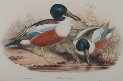 7 Water Fowl Engravings - After Gould & Richter