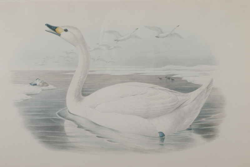 7 Water Fowl Engravings - After Gould & Richter