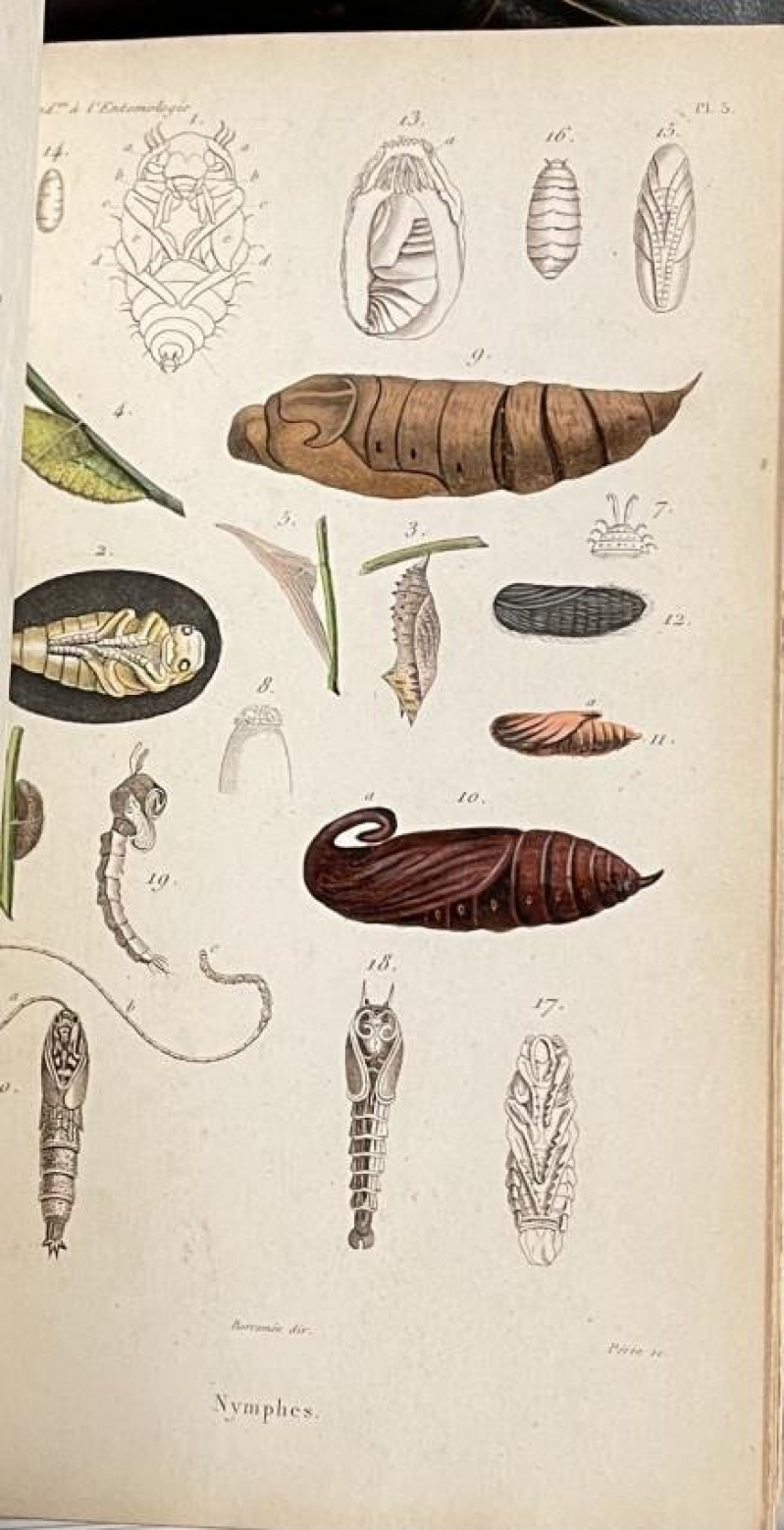 [NAT. HIST.] Introduction a l'entomologie 2vol 1834-8
