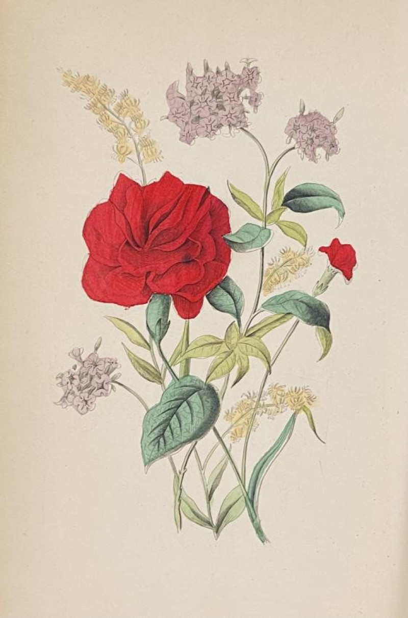 ADAMS [FLORAL PLATES] Language & Poetry Flowers.