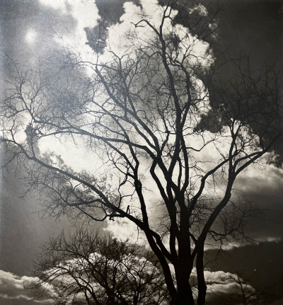 Image for Lot possibly Alfred Stieglitz (1864-1946) - Untitled (Tree in Winter)