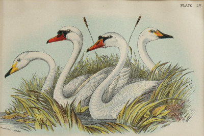 Image for Lot Lloyd's Natural History: Birds of Great Britain