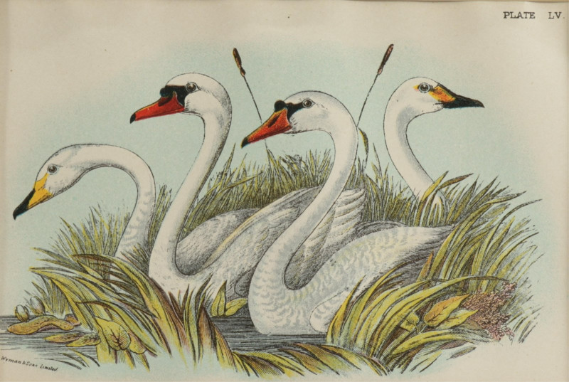 Lloyd's Natural History: Birds of Great Britain