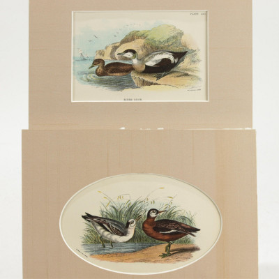 Lloyd's Natural History: Birds of Great Britain