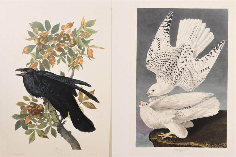 Aftr John James Audubon Birds of America Portfolio - Capsule Auctions