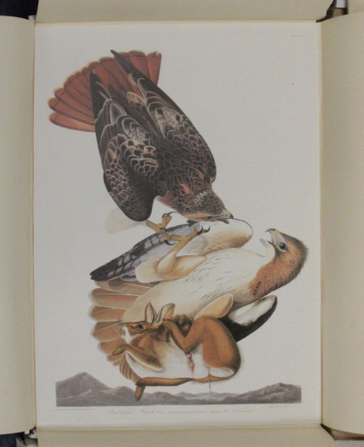 Aftr John James Audubon Birds of America Portfolio