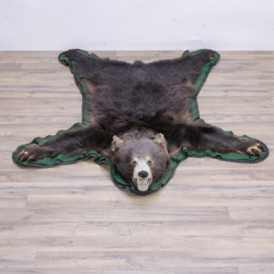 Grizzly Bear Taxidermy Rug - Cinnamon-Brown
