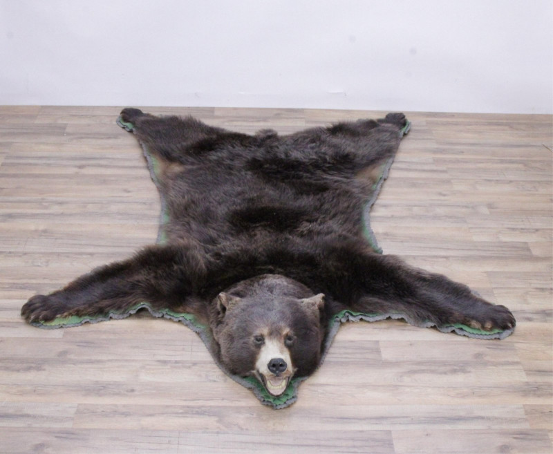 Grizzly Bear Taxidermy Rug - Brown