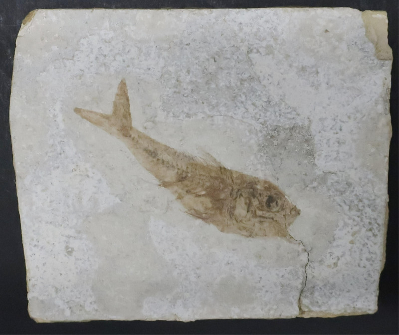 Fossil of Fish, limestone