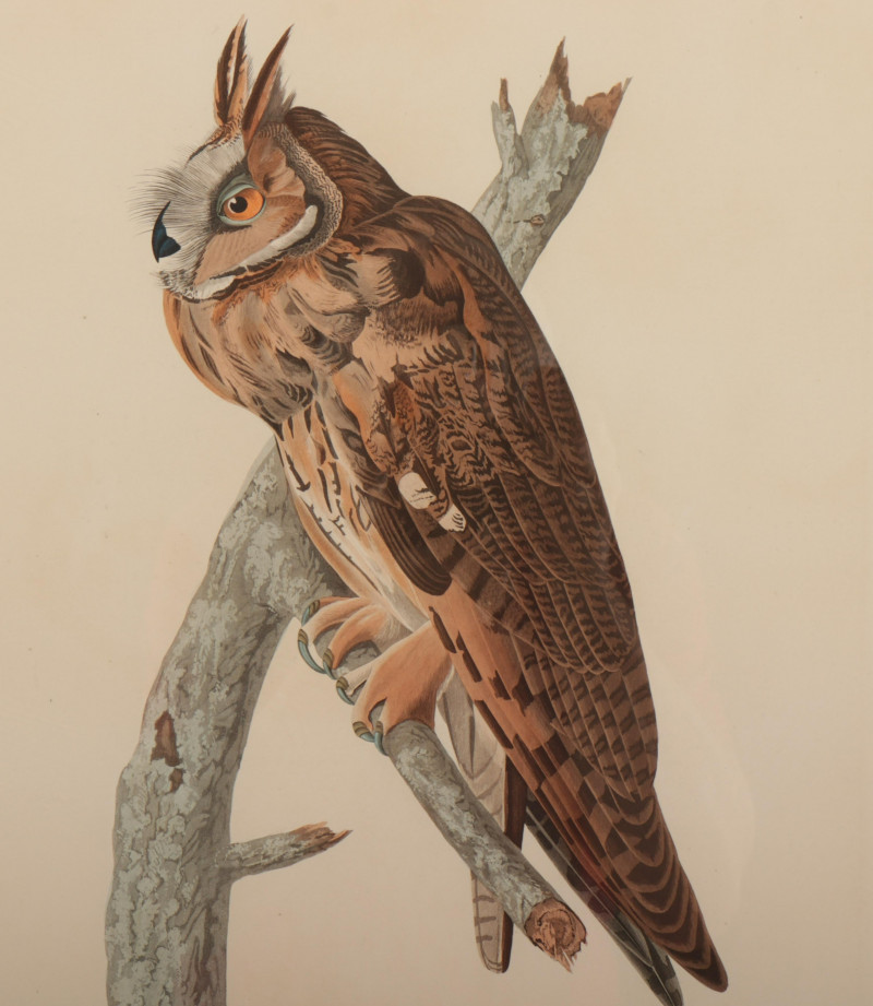 John J. Audubon, Long Eared Owl,color engraving