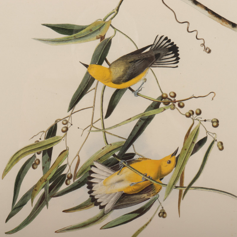 John J. Audubon, Prothonotary Warbler, engraving