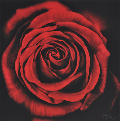 Robert Longo - Untitled (Rose, from Ophelia)