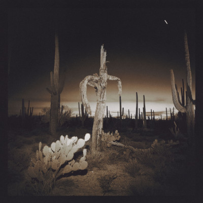 Richard Misrach Saguaro Cactus