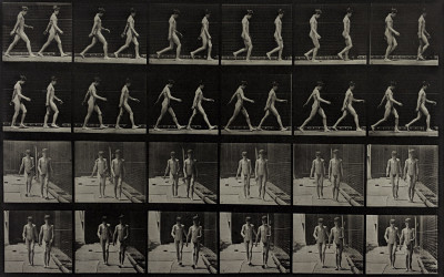 Eadweard Muybridge - Animal Locomotion - Plate 12