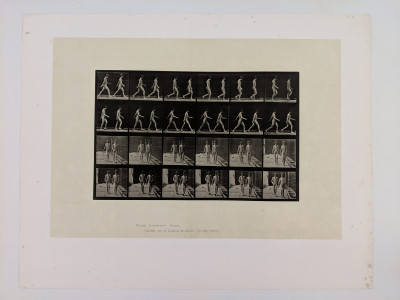 Eadweard Muybridge - Animal Locomotion - Plate 12