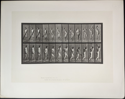 Eadweard Muybridge - Animal Locomotion: Plate 291 (Cricket)