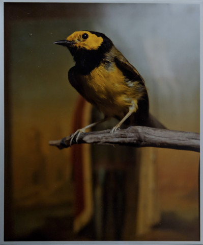 Image for Lot Andre Serrano - Hooded Warbler II