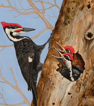 Carol Decker - Pileated Woodpecker