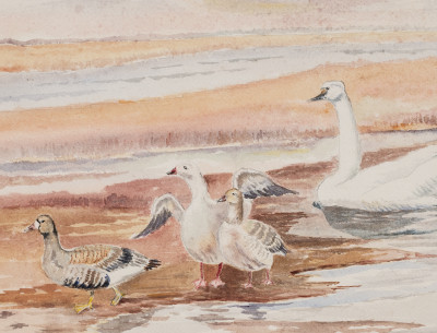 Unknown Artist - Seagull and Ducks