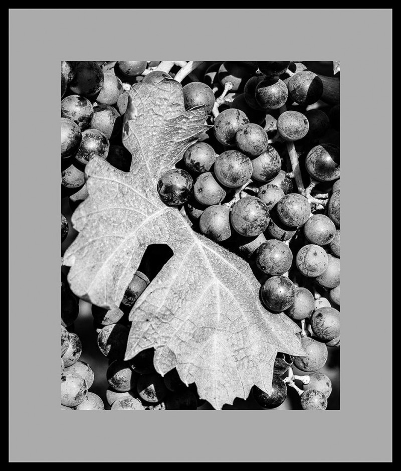 Joe Goldman - Vineyard Palette - Black & White