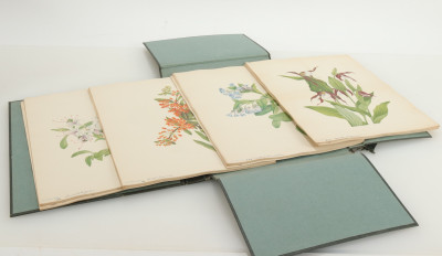 North American Wild Flowers by Mary Vaux Wolcott