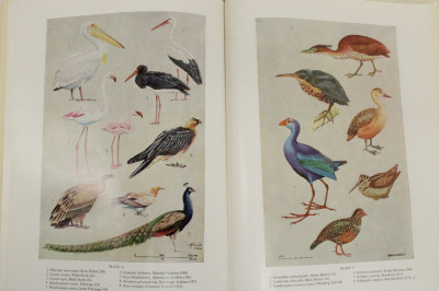 Birds of India Pakistan & Owls of N America signed