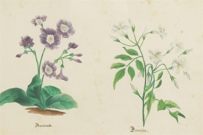 Group of Botanical Watercolors