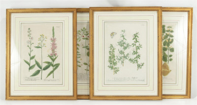 Image for Lot Johann Wilhelm Weinmann - Botanical Engravings