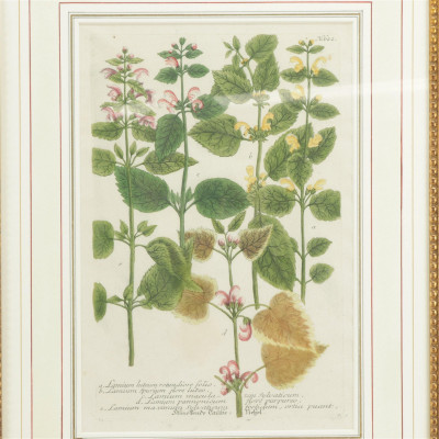 Johann Wilhelm Weinmann - Botanical Engravings