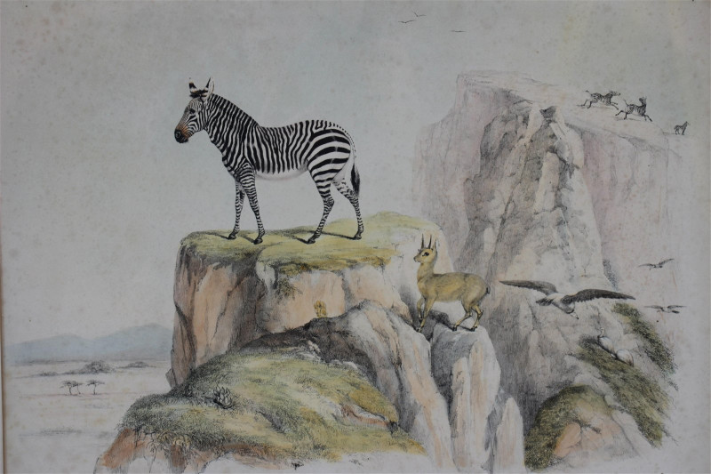 William Cornwallis Harris - Animals of S. Africa