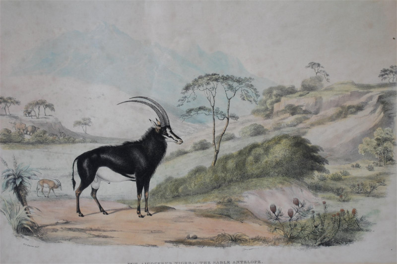 William Cornwallis Harris - Animals of S. Africa