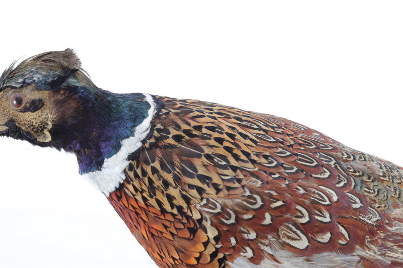Ringneck Pheasant Full Body Taxidermy