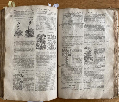 1627 Mattioli in French herbal, c.1478 woodcuts