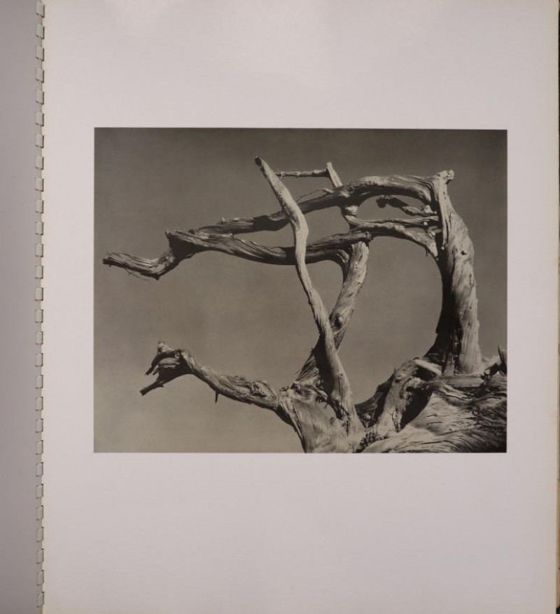Edward Weston: My Camera on Point Lobos (1950)