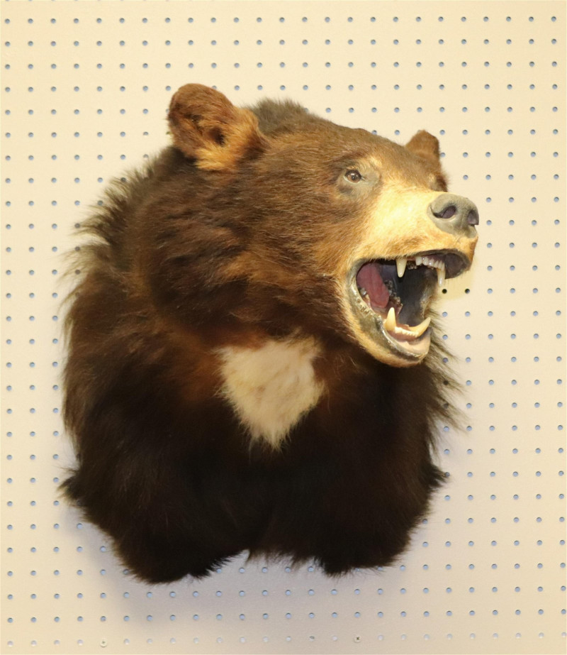 Taxidermy Asian Black Bear Head