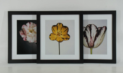 Image for Lot 3 Peter Arnold - Flowers - photographs