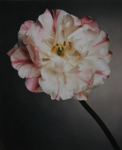 3 Peter Arnold - Flowers - photographs
