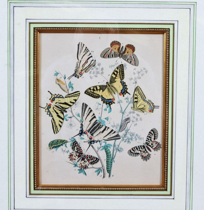 Classic Botanical and Butterfly Decorator Prints