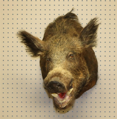 Taxidermy Boar Head