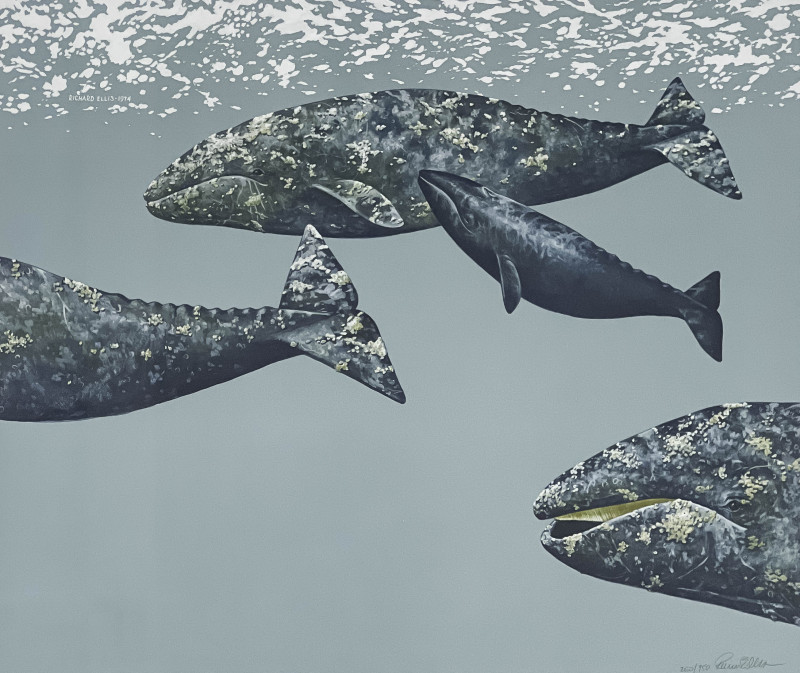 Richard Ellis - Humpback Whale / California Gray Whale