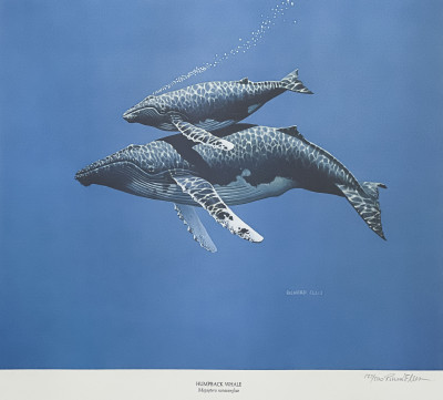 Richard Ellis - Humpback Whale / California Gray Whale