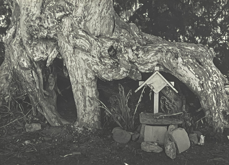 Manuel Álvarez Bravo - Untitled (Grave by Tree)