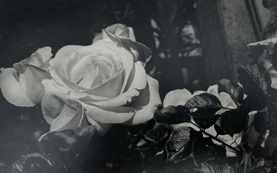 Image for Lot Hedda Nussbaum - Untitled (Rose)